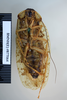 CollectionObject 1553286; c8b3ce67-0ba0-4a0e-a5fa-f1c6b5562ffa: Copyright NHM, London. Paratype male, ventral view. (CollectionObject).