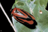 Live specimen: !! display not done !! on Tomaspis furcata (Germar, 1821): (Observation).