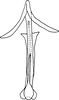 Aedeagus, ventral view on Anufrievia qinlingensis Yang & Zhang, 2018: Aedeagus, ventral view. (Observation).