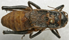CollectionObject 1535950; afed8fef-3e07-4bca-b9c6-b7c7c4591a2c: male, dorsal view. (CollectionObject).