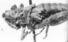 CollectionObject 1540728; 509838ee-fd69-46e5-aae3-747bf56ec0ac, MNHN-EO-CAELIF2449: Image Carbonell, C.S. female, head and pronotum, lateral view (holotype). (CollectionObject).