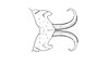 Ronderosia gracilis (Bruner, 1911): Fig. 6R. distal portion of phallic complex, dorsal view. (Otu).