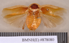 Gyna scutelligera (Walker, 1868): Holotype, unsexed, dorsal. BMNH(E)#878080. (Otu).