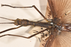 CollectionObject 1559664; b58b7dfc-83d6-4961-b8c9-28596e10cff4: copyright OUMNH. female: head & thorax, dorsal view (holotype). (CollectionObject).