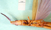 CollectionObject 1501686; d15dc620-d108-4cf3-8da4-9eda8bb6d1fe: female, ventral view. (CollectionObject).
