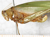 CollectionObject 1566634; NMW 16572, bb069380-97bb-449f-bce5-c22c894aeb8c: female, lateral view. (CollectionObject).