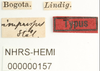 Other on Darnoides impressus Stål, 1870 now Darnoides limbata Fairmaire, 1847: (Observation).
