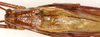 CollectionObject 1499616; 1290c3a3-d1dc-4ac4-9111-615cfcd8b45a: male, dorsal view. (CollectionObject).
