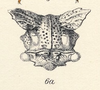 Head: !! display not done !! on Centruchoides laticornis Fowler, 1896: (Observation).