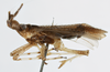 Habitus, lateral view: !! display not done !! on Copicerus irroratus Swartz, 1802: (Observation).