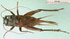 CollectionObject 1501918; c786b38c-ab7a-4011-a0e3-78b242ef43f4: male, dorsal view. (CollectionObject).