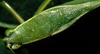 Chloroscirtus forceps Saussure & Pictet, 1897: male, dorsal view (CostaRica, Guanacaste Prov., Santa Rosa Nat. Park). (Otu).
