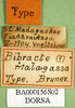 CollectionObject 1502806; 4ca2141e-492d-495e-b002-e4045cc553ab, DORSA BA000156S02: labels (syntype). (CollectionObject).