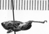 CollectionObject 1506190; 162e58ee-2f38-4fe8-a4b8-788fc5ed5957: Image Carbonell, C.S. male, lateral view (syntype or lectotype). (CollectionObject).