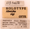 CollectionObject 1522887; 452d108d-8f8c-43c6-a616-6c388fa608b4: Male, labels (holotype). (CollectionObject).