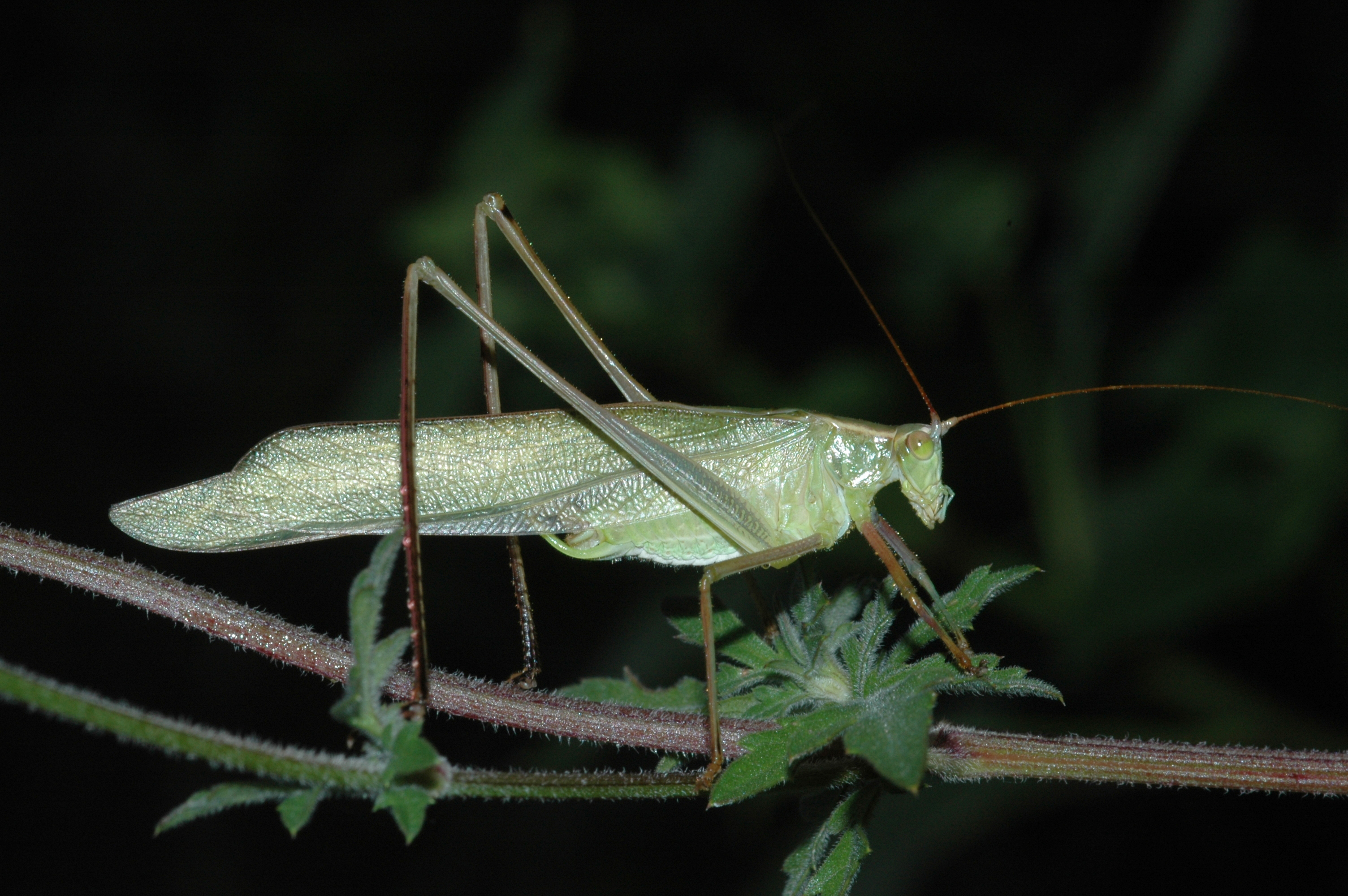 male. Depicts Scudderia mexicana (Saussure, 1861), an Otu.