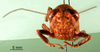 CollectionObject 1501264; b39b2aab-fa63-49b1-afe2-e97f36acea28: female, frontal view (holotype). (CollectionObject).