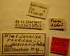 CollectionObject 1594720; 863fb366-fd68-44aa-aec7-6268e7a88c23: Kleidocerys resedae fuscomaculatus - Holotype Labels (NMNH) - (CC BY-NC 3.0) - Photo by Pablo M. Dellapé with permission from the National Museum of Natural History (NMNH), Smithsonian Institution, Washington, D.C. (CollectionObject).