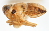 Habitus, lateral view: !! display not done !! on Delphacodes trimaculatus Beamer, 1948: (Observation).