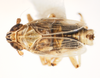 Habitus, dorsal view on Nothodelphax foveatus (Van Duzee, 1897): (Observation).