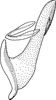 Aedeagus, lateral view on Cosmotettix (Airosius) paludosus (Ball, 1899): Aedeagus, lateral view. (Observation).