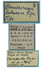 CollectionObject 1542908; DEES MZLQ-I0092'', 3d7f5832-f314-4965-ac8d-c6e1f84ce2c3: female, labels (syntype of Ctenophorema balneare). (CollectionObject).