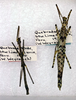 CollectionObject 1559346; 7749f8c3-6503-48e8-8bfd-16f1080660f1: copyright ANSP. male (holotype) and female (paratype). (CollectionObject).