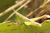 FieldOccurrence 3728; bd260867-8329-48ee-832d-79c1f1998fc7; Buenos Aires
Parque Ecológico, : nymph. (FieldOccurrence).