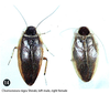 Sorineuchora nigra (Shiraki, 1907): (Otu).