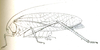 Paracaedicia tibialis Brunner von Wattenwyl, 1891: Fig. 17. female habitus (pronotum length 8.2 mm, tegmina 50 mm, hind femora 27 mm, ovipositor 2 mm). (Otu).