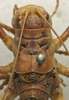 CollectionObject 1536029; b3cf20bd-13d5-46cb-952d-660211855d4f: female pronotum, dorsal view (paralectotype). (CollectionObject).