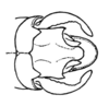 Maculiparia annulicornis (Stål, 1873): Fig. 49C. male abdomen tip, dorsal view. (Otu).