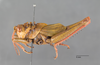 CollectionObject 1523898; 19306023-07f8-4691-8b07-d7c447e6b8df: male, lateral view (holotype). (CollectionObject).