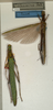 CollectionObject 1557534; NMW 1150, 1982074c-14e4-4e68-ac31-6dfecc5278de: copyright NMW, Vienna. female (lectotype / paralectotype). (CollectionObject).