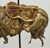 CollectionObject 1534964; 5d6ff9f3-f408-45c1-b48a-60c457d6ee9b: female pronotum, lateral view (holotype). (CollectionObject).
