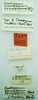 CollectionObject 1523760; 9618cef0-43a9-4510-9a42-0d1b8f4369d7: female, labels (holotype of Chrotogonus scudderi). (CollectionObject).