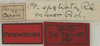 CollectionObject 1535945; b2a1736c-bd4a-41eb-9b8f-8ab8ca51da67: labels (paralectotype). (CollectionObject).
