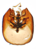 Pygofer, ventral view: !! display not done !! on Delphacodes balli Muir & Giffard, 1924: (Observation).
