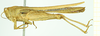 CollectionObject 1532638; 2cef890a-3906-4ebb-8ad2-3afa64d69766: male, lateral view (holotype). (CollectionObject).
