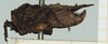 CollectionObject 1517880; 5c7beaa7-4ec9-405c-81e4-9b37024a7813, NHMUK010924409: male, lateral view (holotype). (CollectionObject).