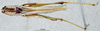 CollectionObject 1506478; 5fa64556-bbf6-46bc-8eb9-b6ea95e24bad: female, dorsal view (topotype). (CollectionObject).
