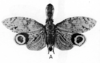 Habitus, dorsal view: !! display not done !! on Fulgora laternaria (Linnaeus, 1758): (Observation).