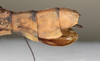 CollectionObject 1558659; NMW 147, 535edfe2-1d98-4047-a27d-4804d7e91d0c: copyright NMW. female: end of abdomen, lateral view (holotype). (CollectionObject).