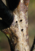 oviposition holes at node area of hibiscus shrub. Depicts Oecanthus fultoni Walker, 1962, an Otu.