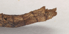 CollectionObject 1561572; NHMUK(SF IMPORT DUPLICATE) 845196, 54eadbae-a942-4d0a-b075-a86cf4fa0f2e: copyright Natural History Museum, London. female juv.: end of abdomen, lateral view of Acanthoderus oileus (holotype). (CollectionObject).