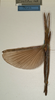 CollectionObject 1557219; NMW 958, ec1a6b06-65fb-4541-ad41-0b6c68f6925e: copyright NMW, Vienna. female (holotype). (CollectionObject).
