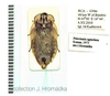 Princisaria ugandana Kumar, 1975: (Otu).