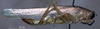 CollectionObject 1516504; NNM 3224825, 7ff9f6c9-afbc-420a-8d03-c07e34d7f7f2: female, lateral view. (CollectionObject).