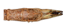 CollectionObject 1597522; QIMR T250922-250923, 0b0abe24-8f7a-43c0-a8ff-f702b65d0474: copyright QM. male: end of abdomen, ventral view (paratype). (CollectionObject).