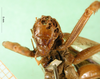 CollectionObject 1500153; dd206c98-bcef-4cf6-a4a8-2c800c374907: female, frontal view (holotype). (CollectionObject).